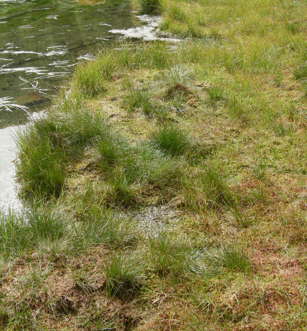 Ascocoryne turficola(Boud.)Korf.